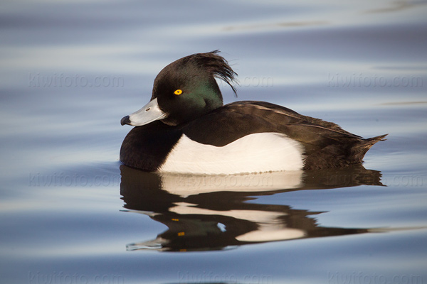 Tufted Duck Image @ Kiwifoto.com