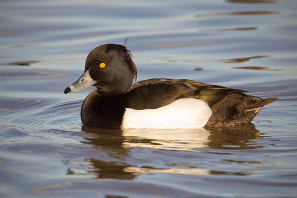 Tufted Duck Picture @ Kiwifoto.com