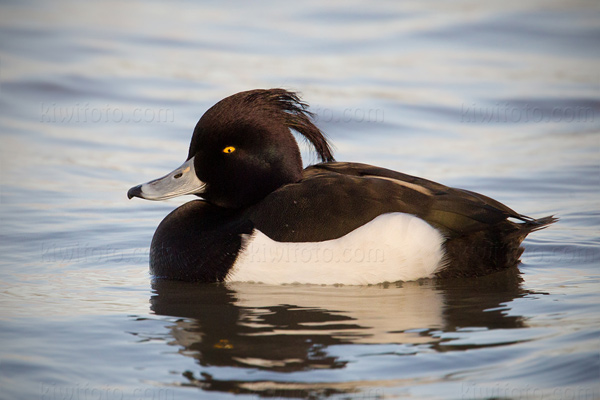 Tufted Duck Image @ Kiwifoto.com