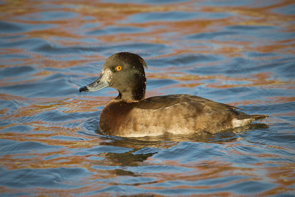 Tufted Duck Image @ Kiwifoto.com