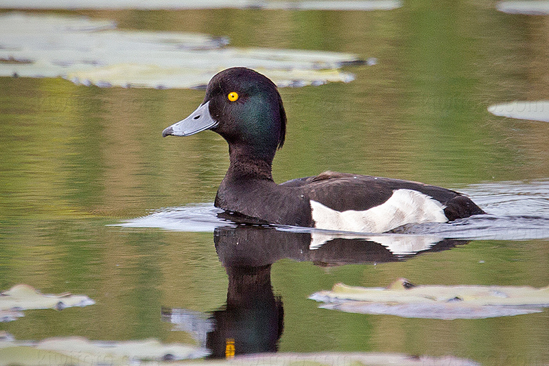 Tufted Duck @ Zouweboezem, Utrecht, Netherlands