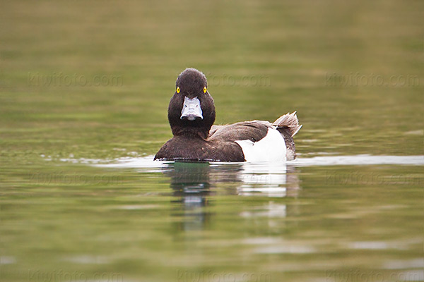 Tufted Duck Image @ Kiwifoto.com