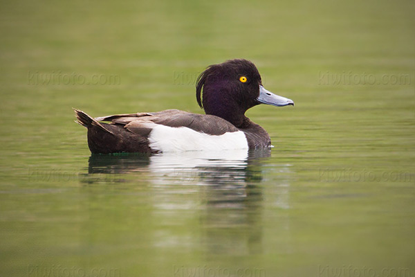 Tufted Duck Photo @ Kiwifoto.com