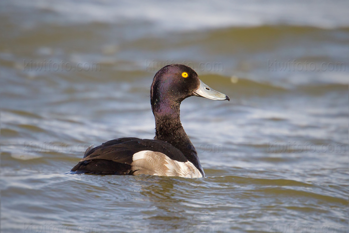 Tufted Duck Picture @ Kiwifoto.com