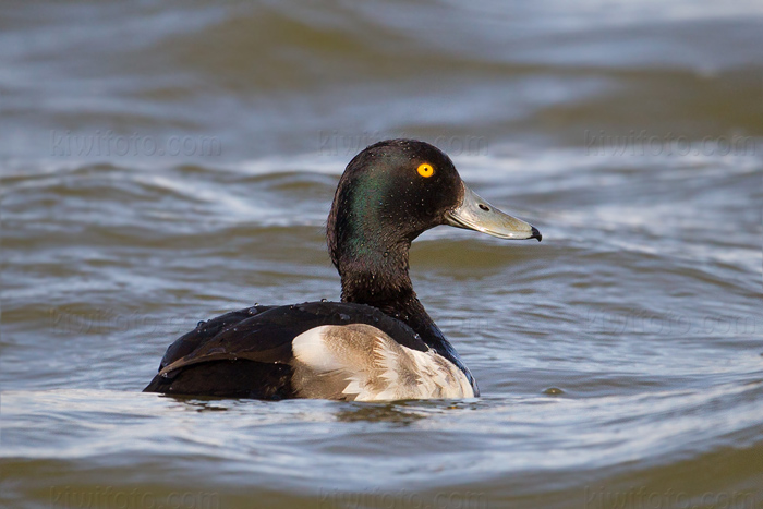 Tufted Duck Image @ Kiwifoto.com