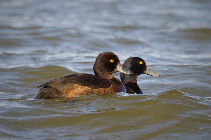 Tufted Duck Image @ Kiwifoto.com