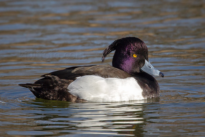 Tufted Duck Photo @ Kiwifoto.com