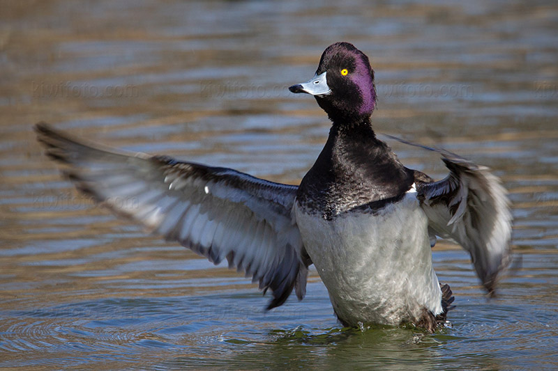 Tufted Duck Picture @ Kiwifoto.com