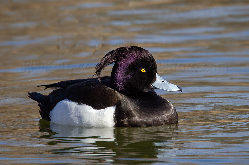 Tufted Duck Image @ Kiwifoto.com