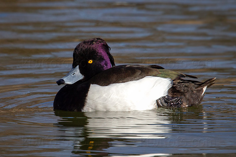 Tufted Duck Photo @ Kiwifoto.com