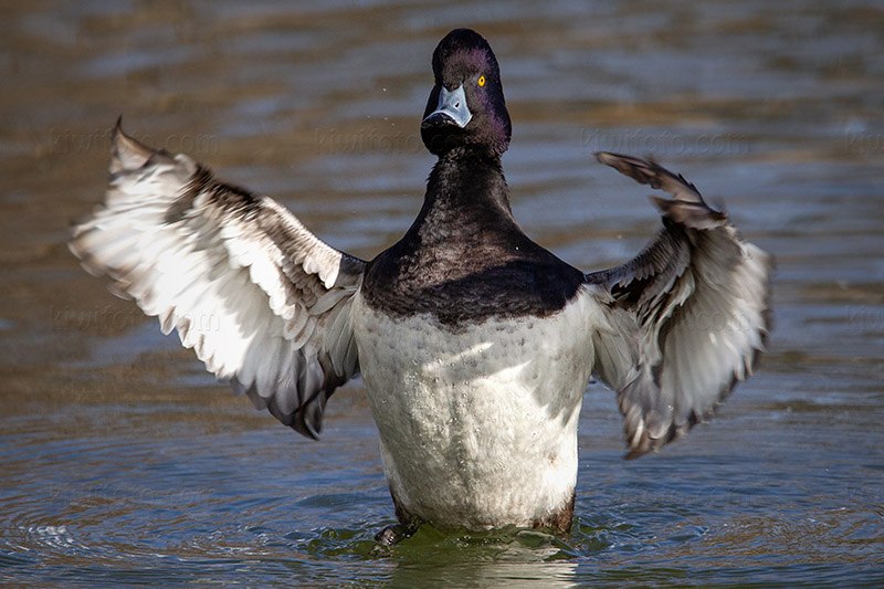 Tufted Duck Image @ Kiwifoto.com