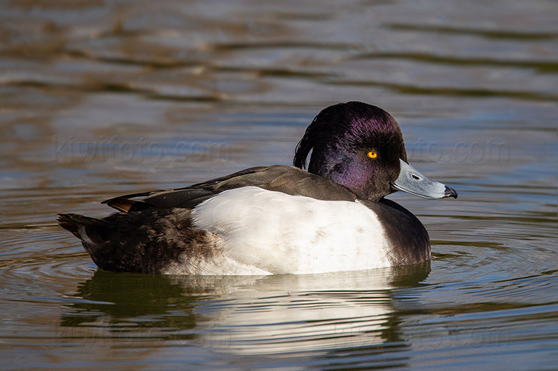 Tufted Duck Image @ Kiwifoto.com
