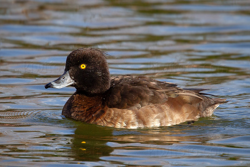 Tufted Duck Image @ Kiwifoto.com