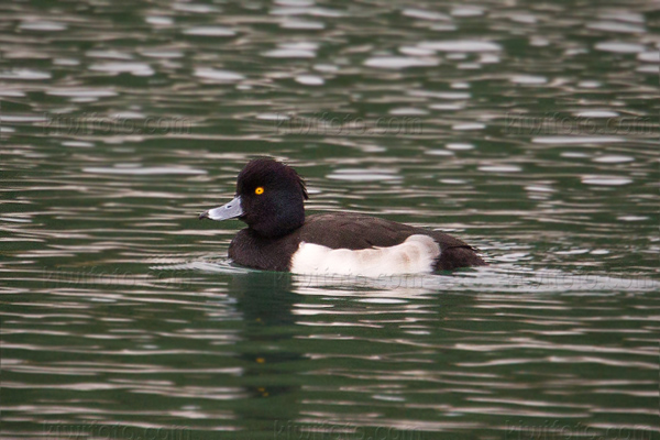 Tufted Duck Photo @ Kiwifoto.com