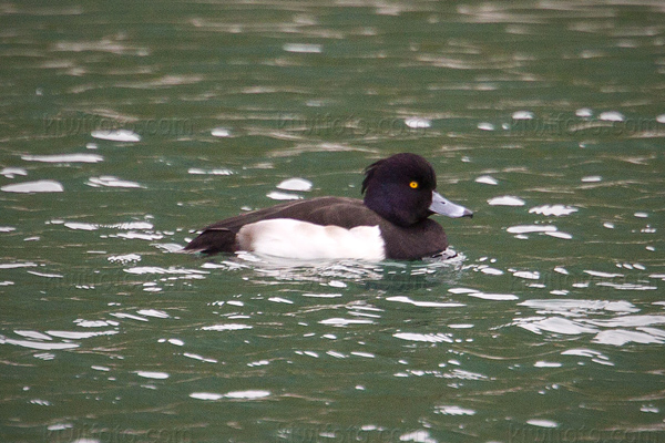 Tufted Duck Image @ Kiwifoto.com