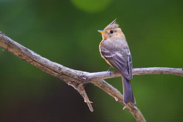 Tufted Flycatcher Video