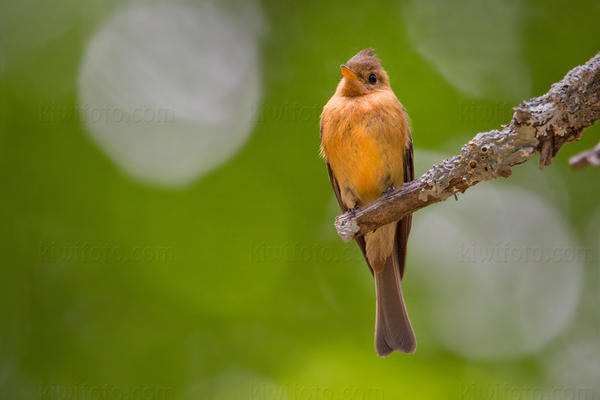 Tufted Flycatcher Image @ Kiwifoto.com