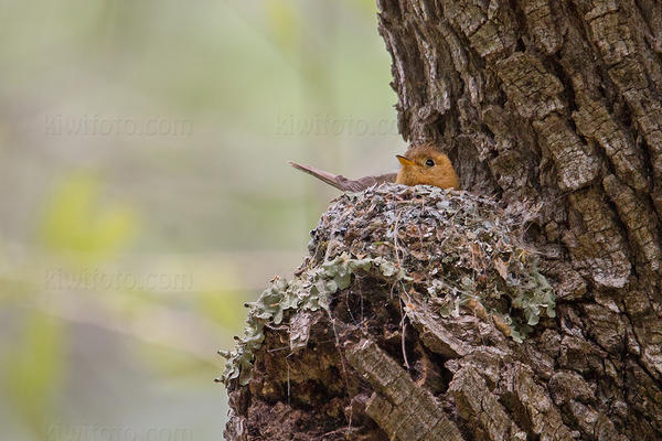 Tufted Flycatcher Image @ Kiwifoto.com