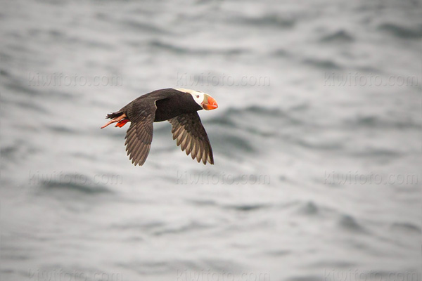 Tufted Puffin Picture @ Kiwifoto.com