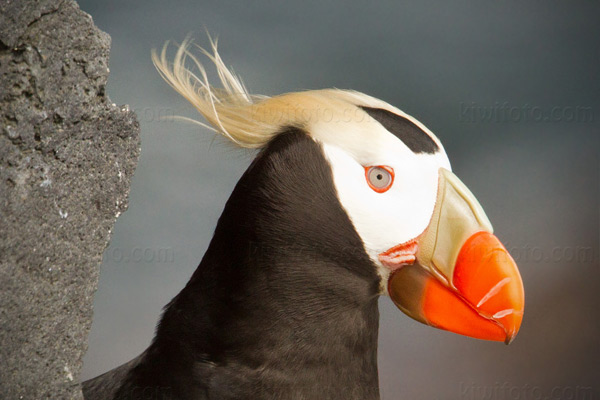 Tufted Puffin