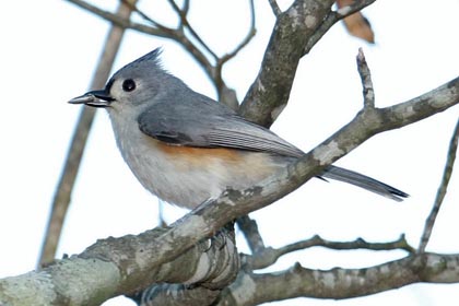 Tufted Titmouse Image @ Kiwifoto.com