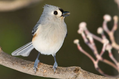 Tufted Titmouse Image @ Kiwifoto.com