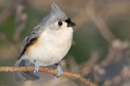 Tufted Titmouse Picture @ Kiwifoto.com