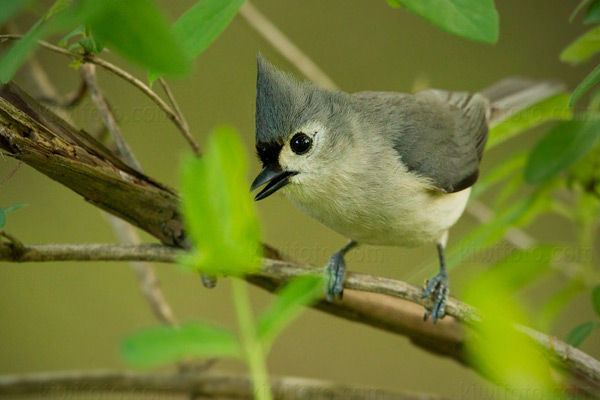 Tufted Titmouse Image @ Kiwifoto.com