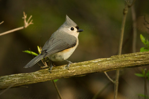 Tufted Titmouse Picture @ Kiwifoto.com