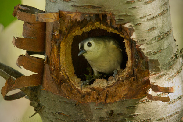 Tufted Titmouse Picture @ Kiwifoto.com