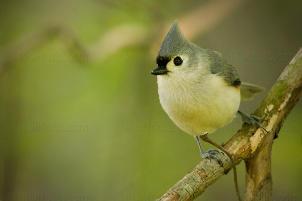 Tufted Titmouse Image @ Kiwifoto.com