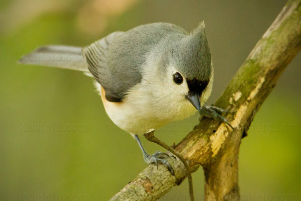 Tufted Titmouse Image @ Kiwifoto.com