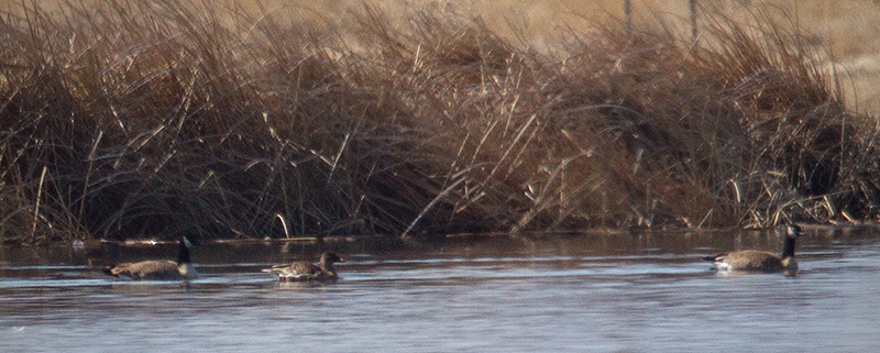 Tundra Bean-Goose Photo @ Kiwifoto.com