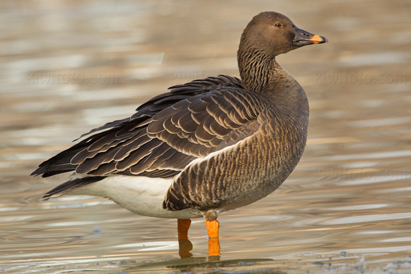 Tundra Bean-Goose Photo @ Kiwifoto.com