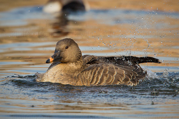 Tundra Bean-Goose Photo @ Kiwifoto.com