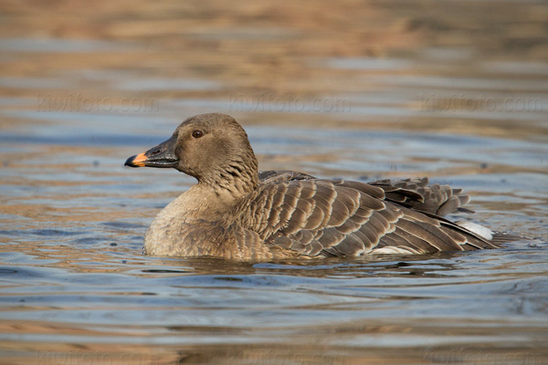 Tundra Bean-Goose