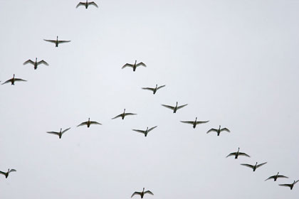 Tundra Swan Image @ Kiwifoto.com