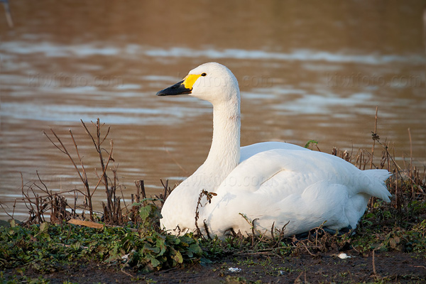 Tundra Swan (C. c. bewickii)