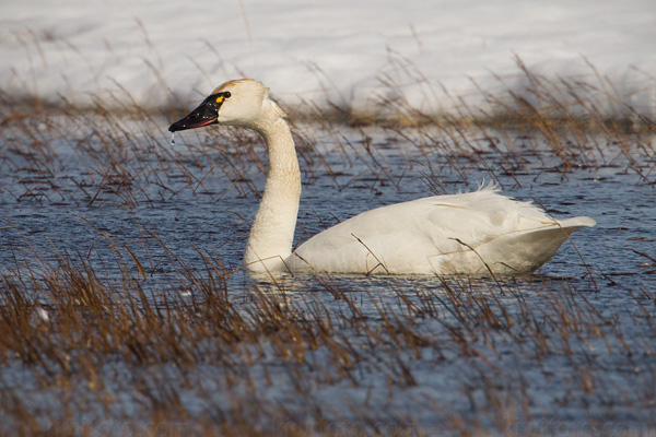 Tundra Swan Picture @ Kiwifoto.com