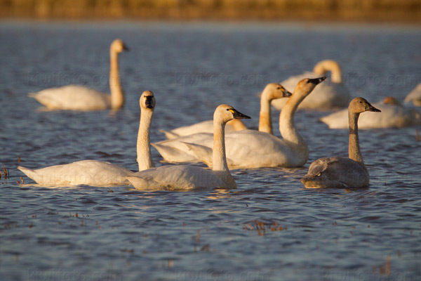 Tundra Swan Picture @ Kiwifoto.com