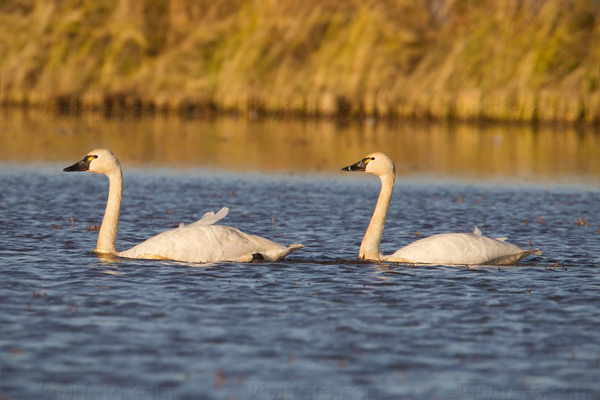 Tundra Swan Picture @ Kiwifoto.com