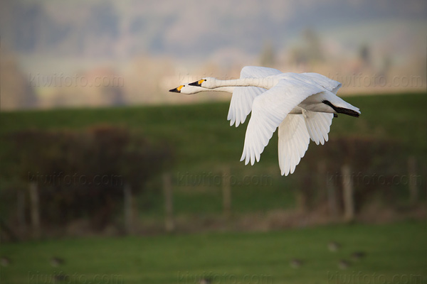 Tundra Swan Photo @ Kiwifoto.com