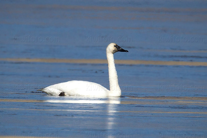 Tundra Swan Image @ Kiwifoto.com