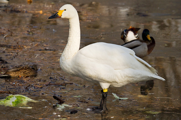 Tundra Swan (C. c. bewickii)