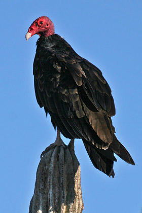 Turkey Vulture Image @ Kiwifoto.com