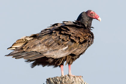 Turkey Vulture Picture @ Kiwifoto.com