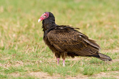 Turkey Vulture Picture @ Kiwifoto.com