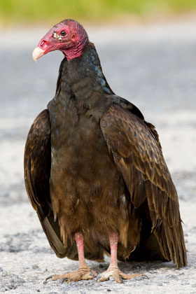 Turkey Vulture Picture @ Kiwifoto.com