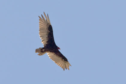Turkey Vulture Image @ Kiwifoto.com