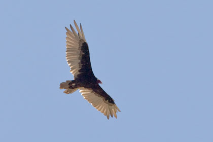 Turkey Vulture Picture @ Kiwifoto.com